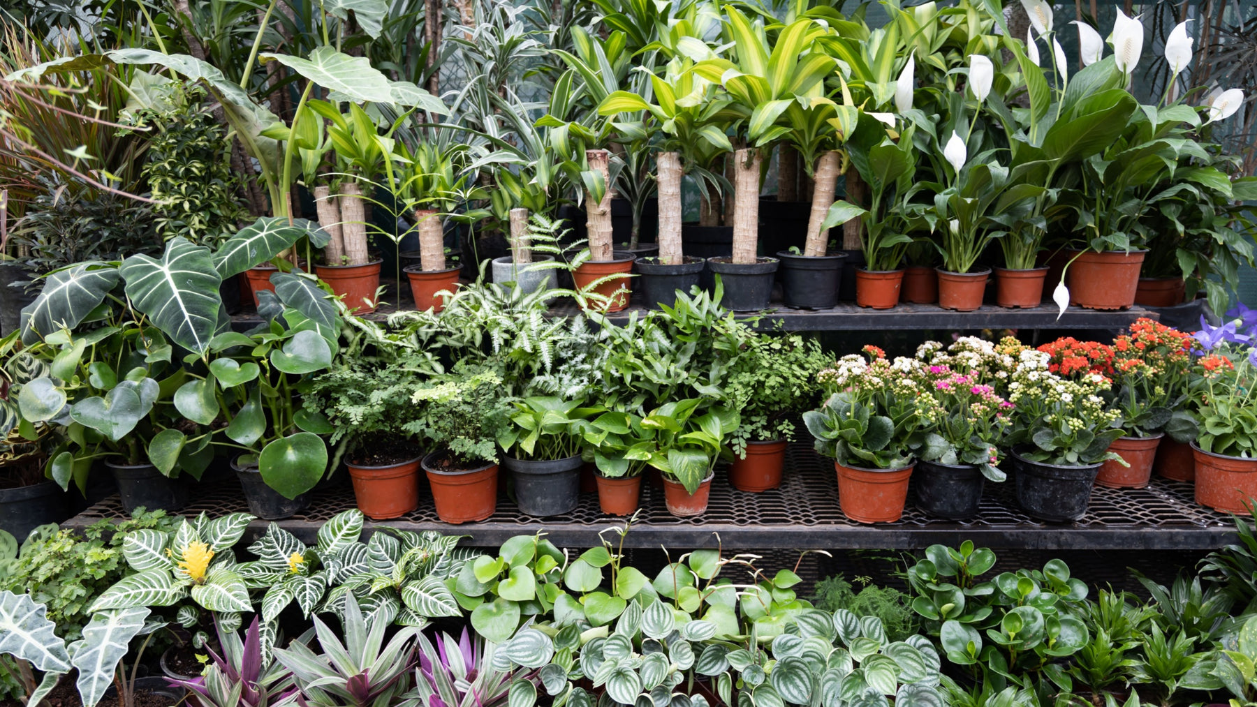 Turning hobby into a thriving business
